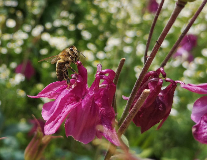 Bienen